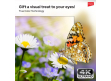 GLORIA 65" SMART 4K LED TV | IX65UHDS